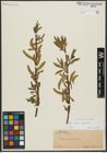 Foto von Salix alba L. x Salix fragilis L.